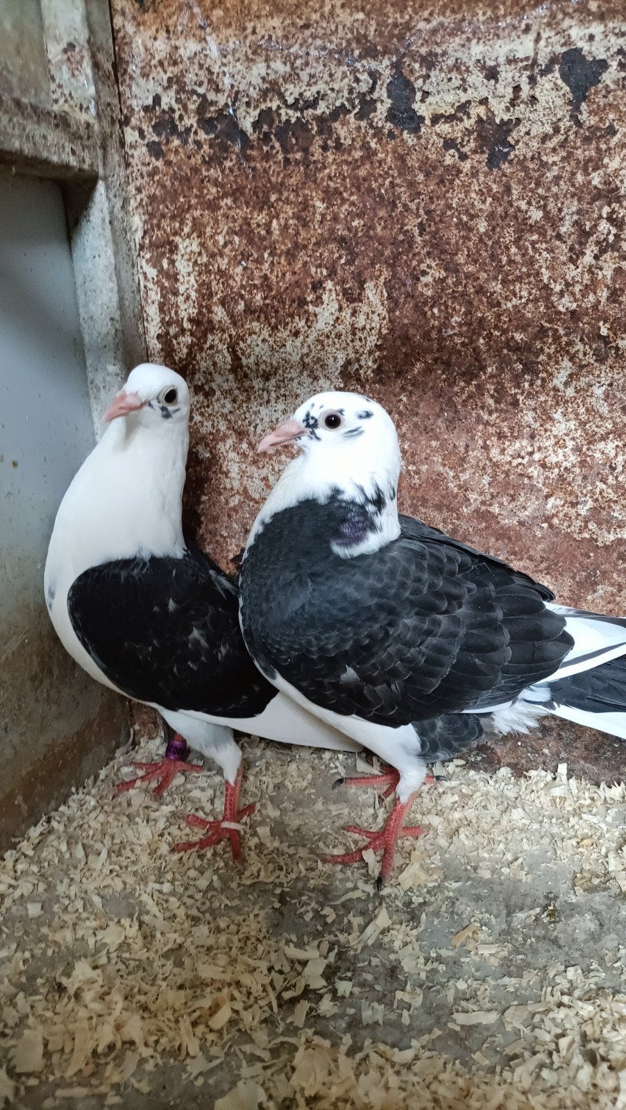 Mooie jonge kleur postduiven, Dieren en Toebehoren, Vogels | Duiven, Meerdere dieren, Postduif