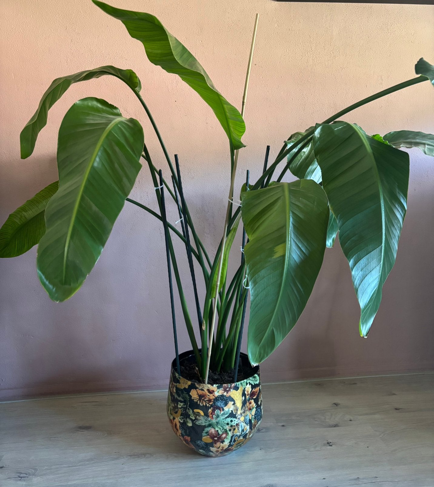 Grote Strelitzia plant, Ophalen, 100 tot 150 cm, Overige soorten, Halfschaduw
