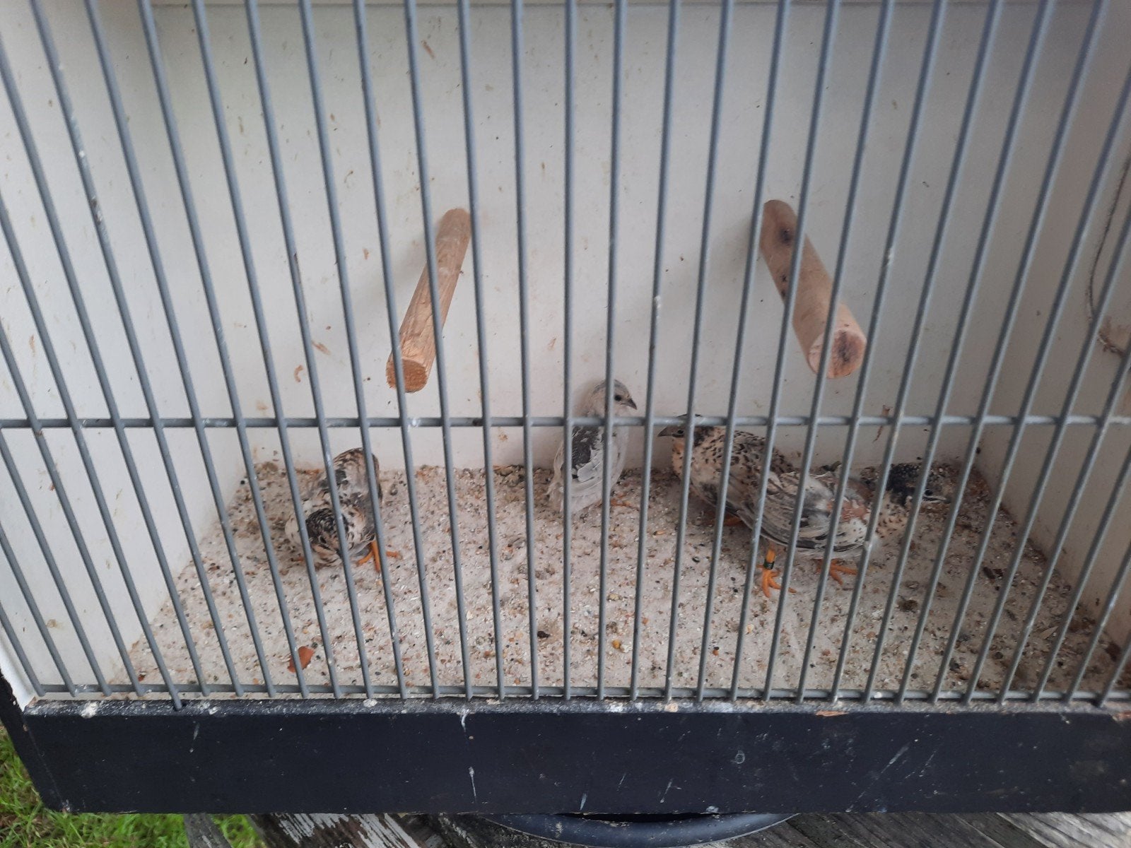 nog 4 chinese dwerg kwartel hennetjes, Meerdere dieren, Tropenvogel