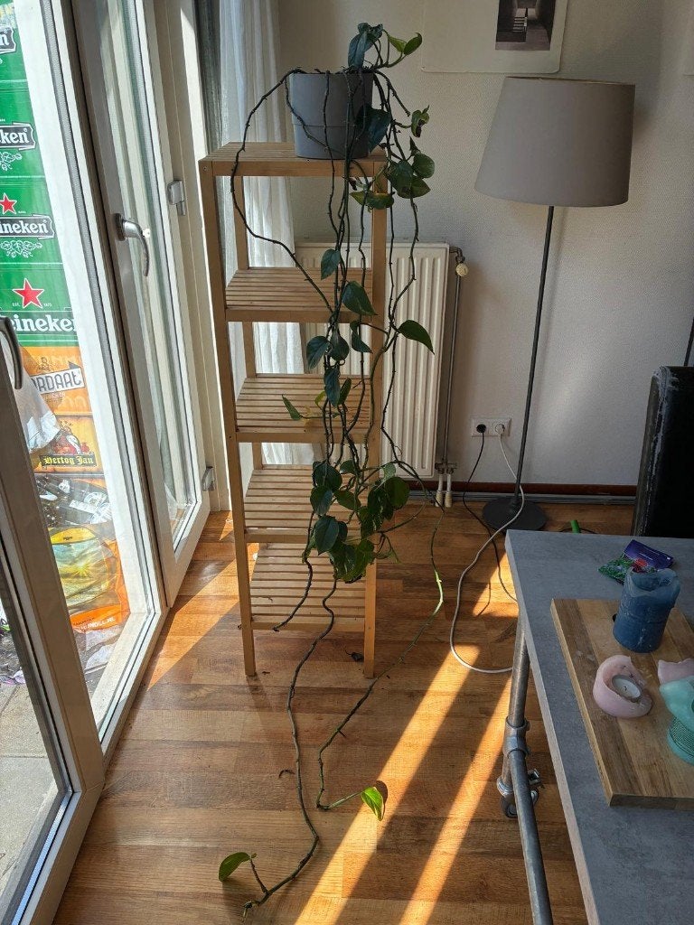 Lange Hangplant in pot, Huis en Inrichting, Kamerplanten, Ophalen, Halfschaduw, In pot, Bloeiende kamerplant