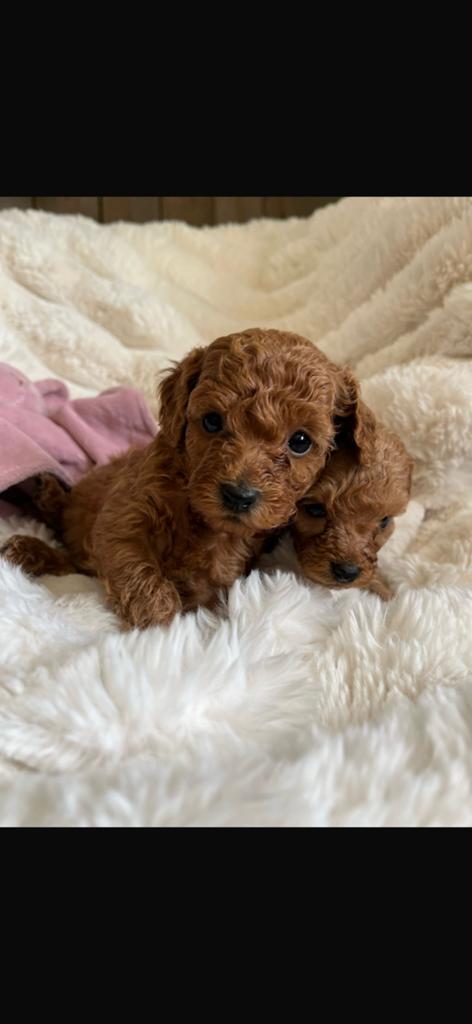 Mini doodle pups 🐶 (6/7 kg), Dieren en Toebehoren, Parvo, Overige rassen, 8 tot 15 weken, Meerdere