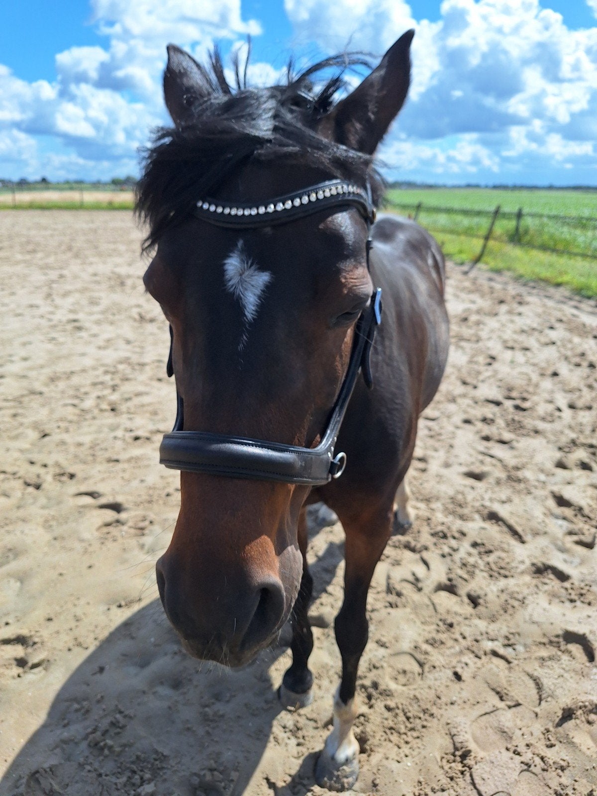 Bitloos hoofdstel sidepull cob/full, Ophalen of Verzenden, Zo goed als nieuw, Dressuur