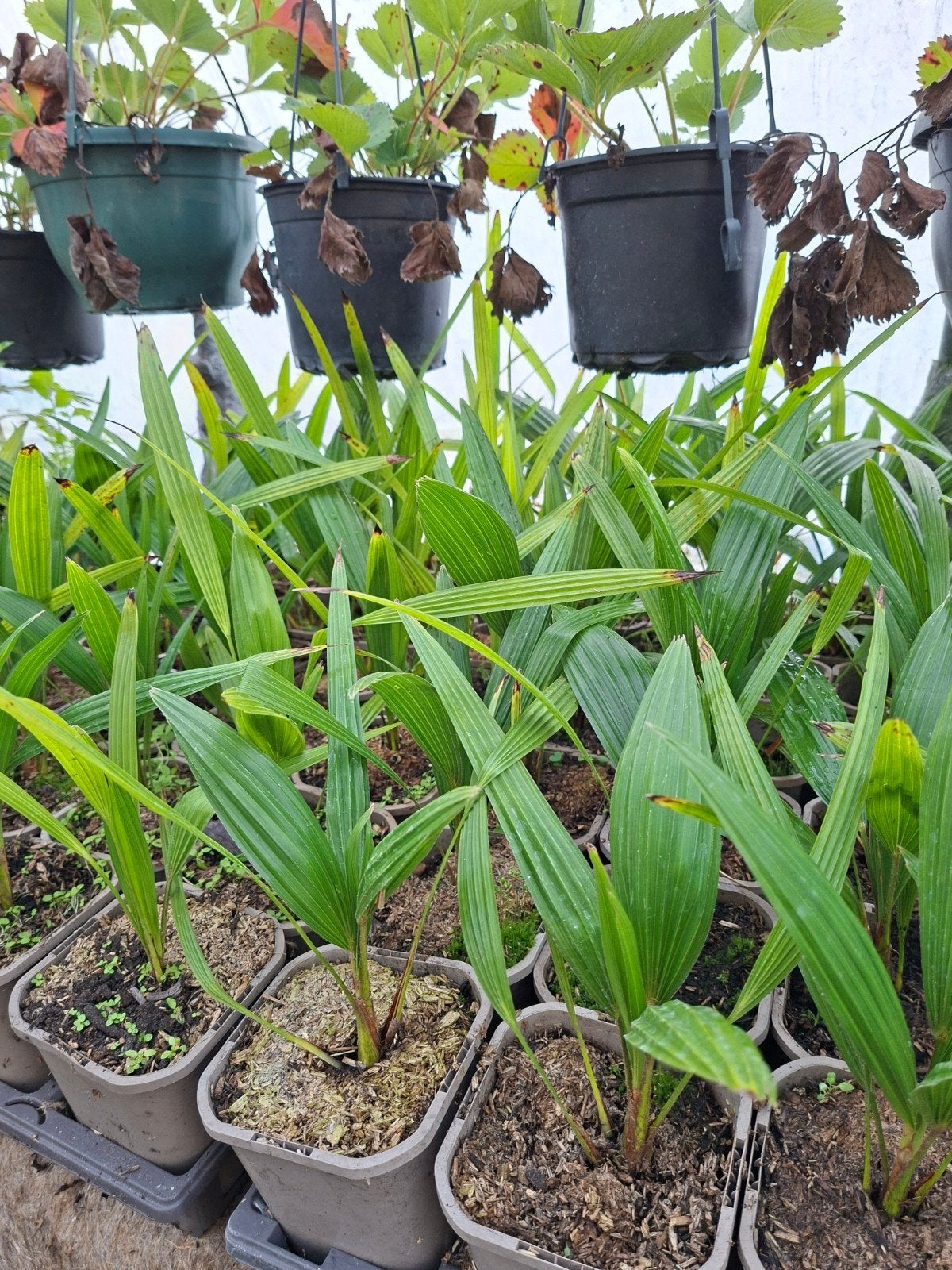 chineschre waaierpalm (Trachycarpus fortunei), Tuin en Terras, Volle zon, Ophalen of Verzenden, Minder dan 100 cm, Zomer