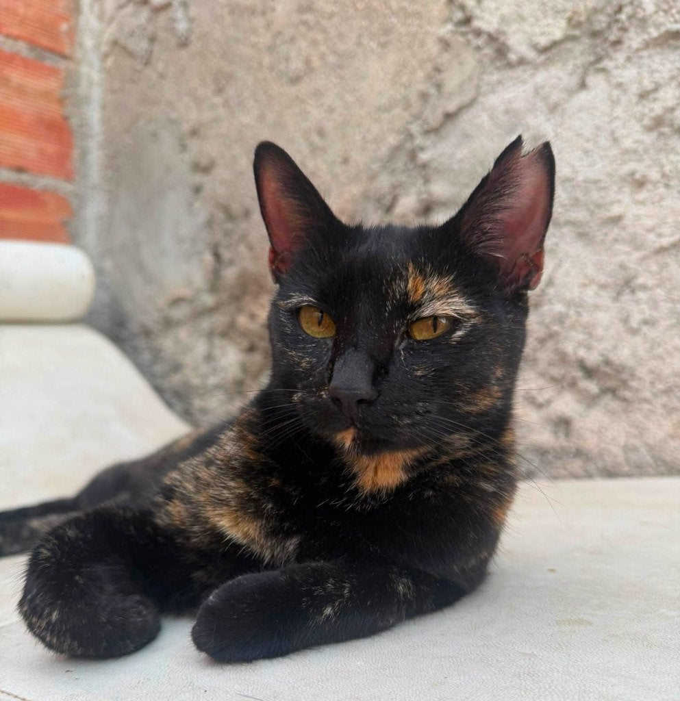 Jarela, Misu wegejaagd bij een hotel, 23-09-22, Poes, Kortharig, 3 tot 5 jaar