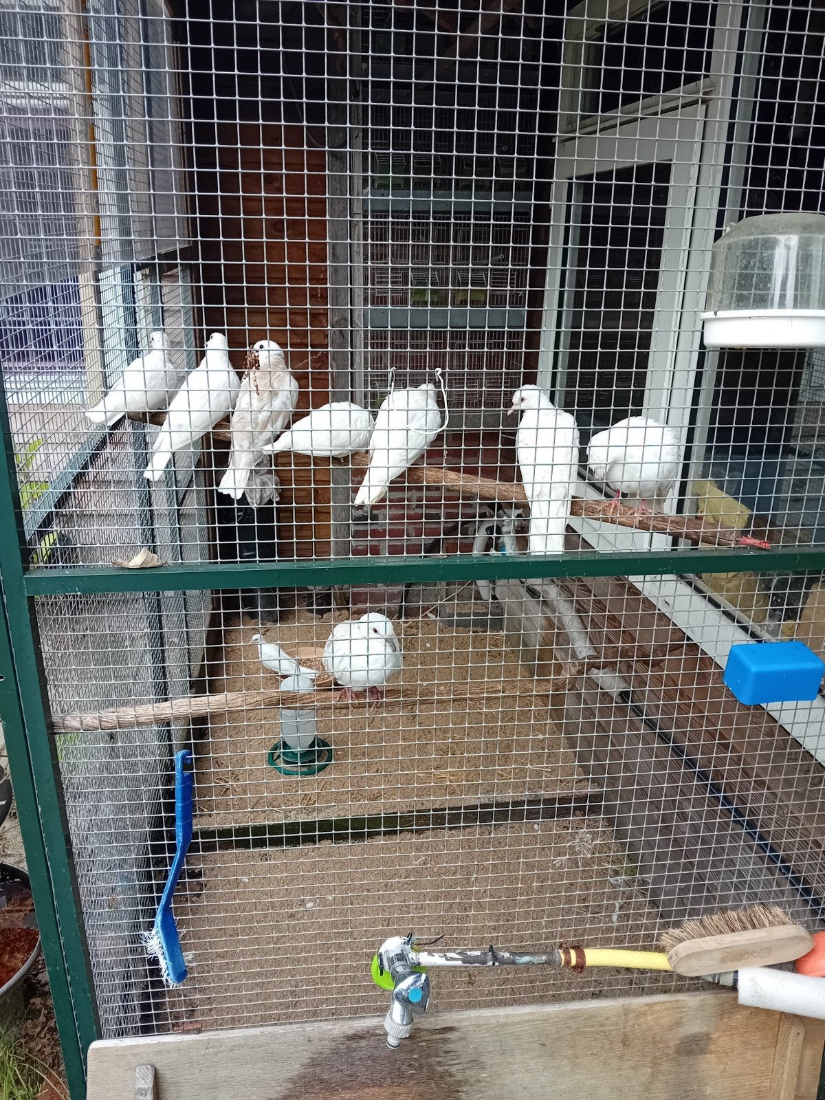 Tortelduifjes, Meerdere dieren, Parkiet