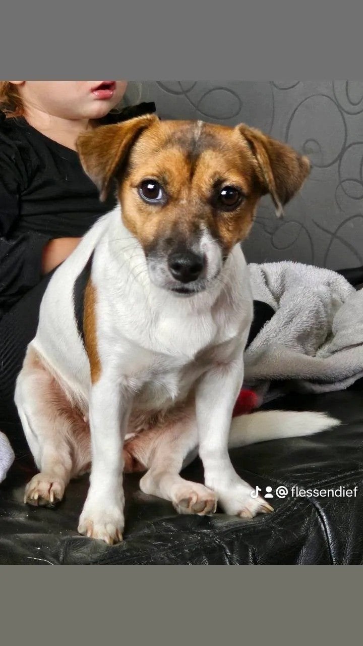 Jack russel teef, Dieren en Toebehoren, Honden | Jack Russells en Terriërs, Teef, Jack Russell Terriër, Particulier, Eén hond