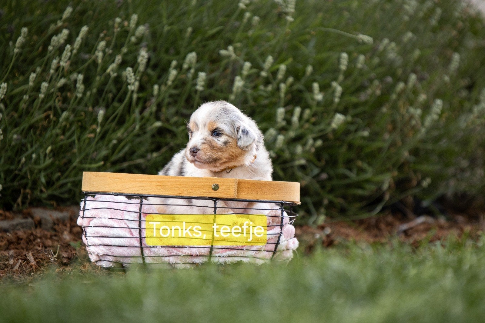 Australian Shepherd pups met stamboom, Dieren en Toebehoren, Honden | Herdershonden en Veedrijvers, Parvo, 8 tot 15 weken, Meerdere