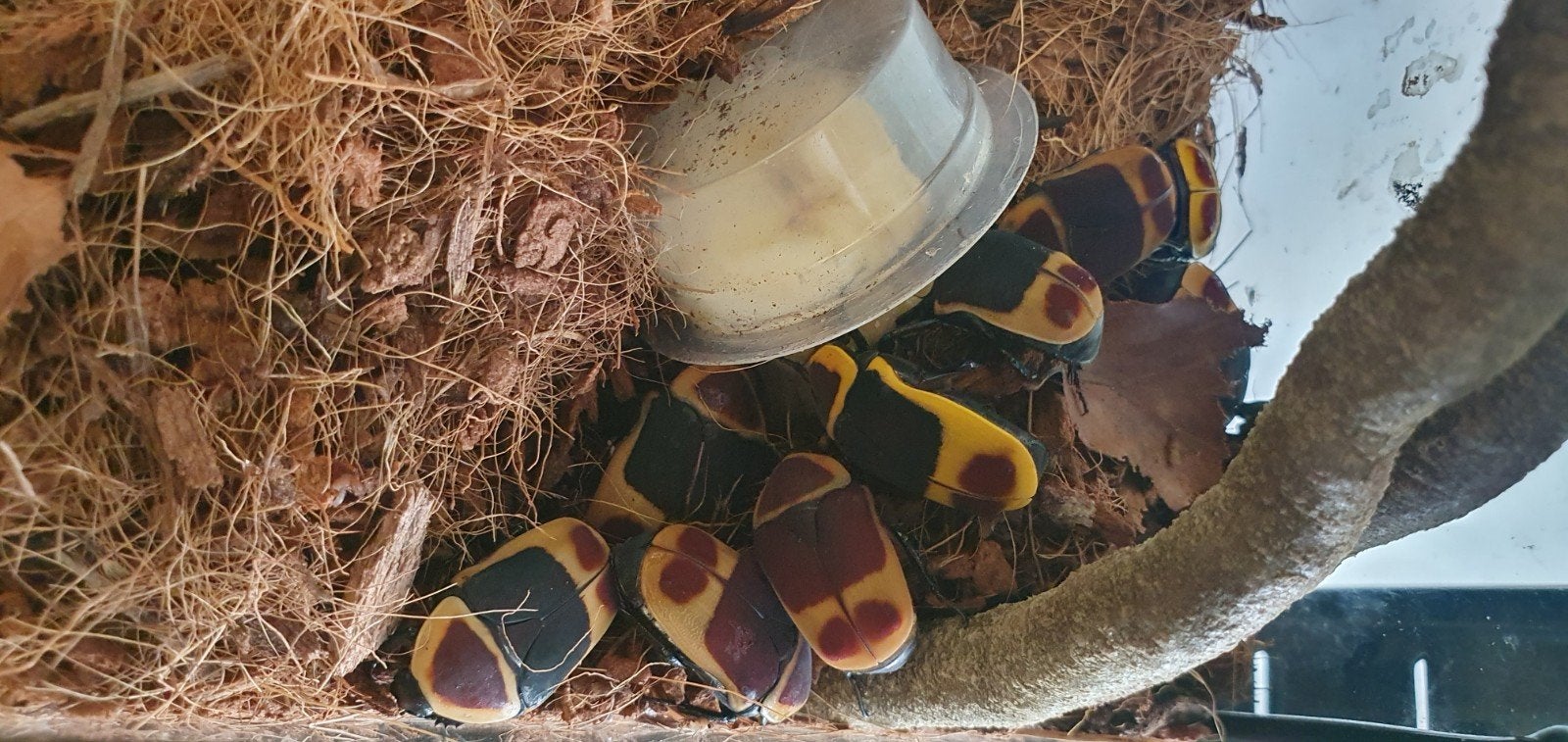 pachnoda marginata, Dieren en Toebehoren, Ophalen of Verzenden, Nieuw, Overige typen