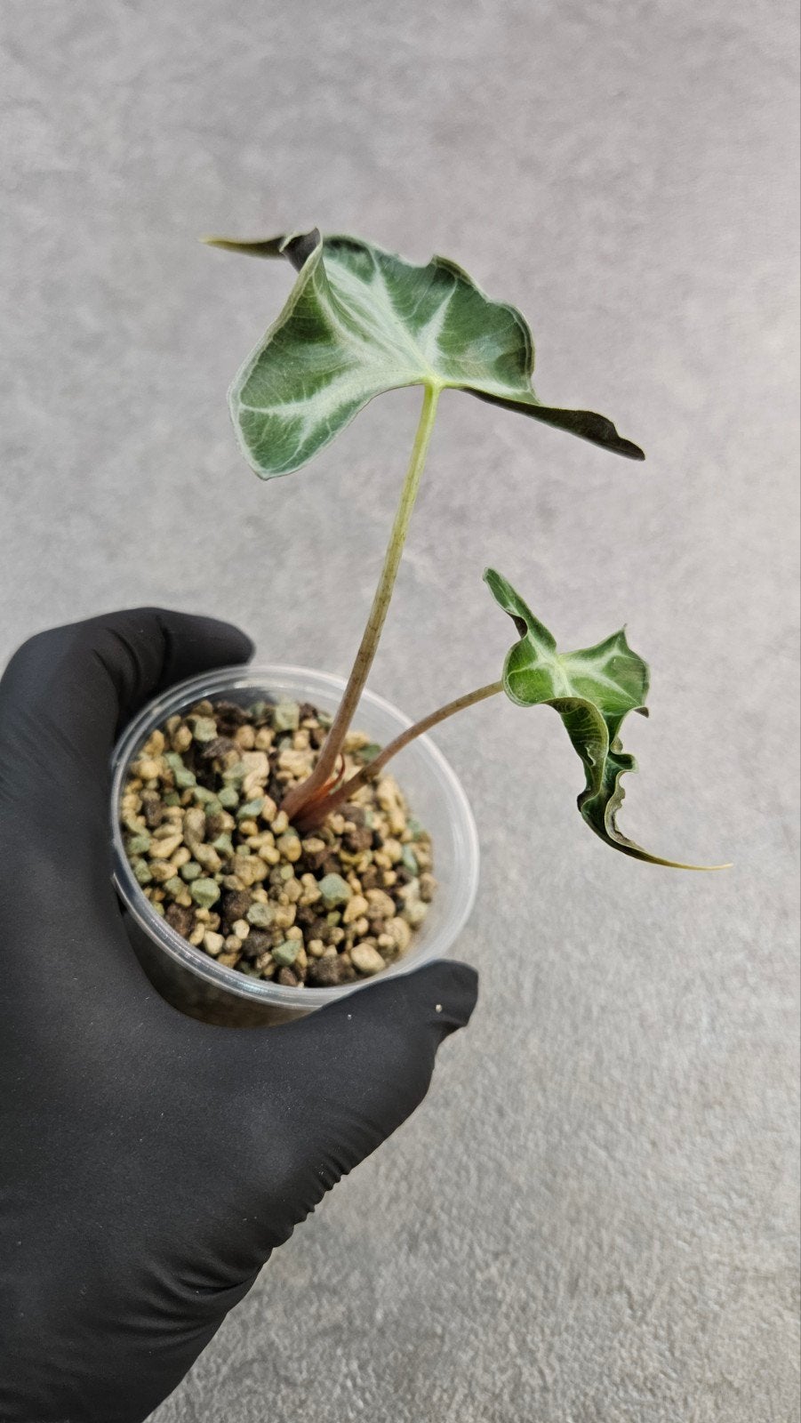 Alocasia Loco, Ophalen of Verzenden