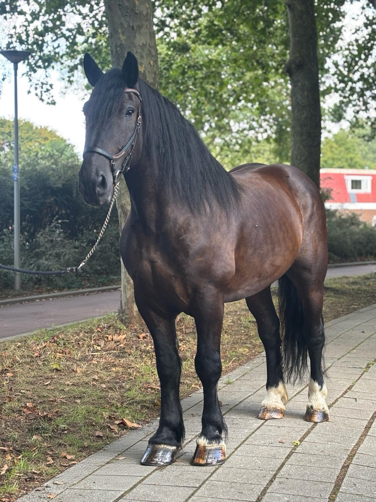 Jagger | Krachtpatser met een hart van goud, Dieren en Toebehoren, Paarden, B, Ruin, 7 tot 10 jaar, Met stamboom