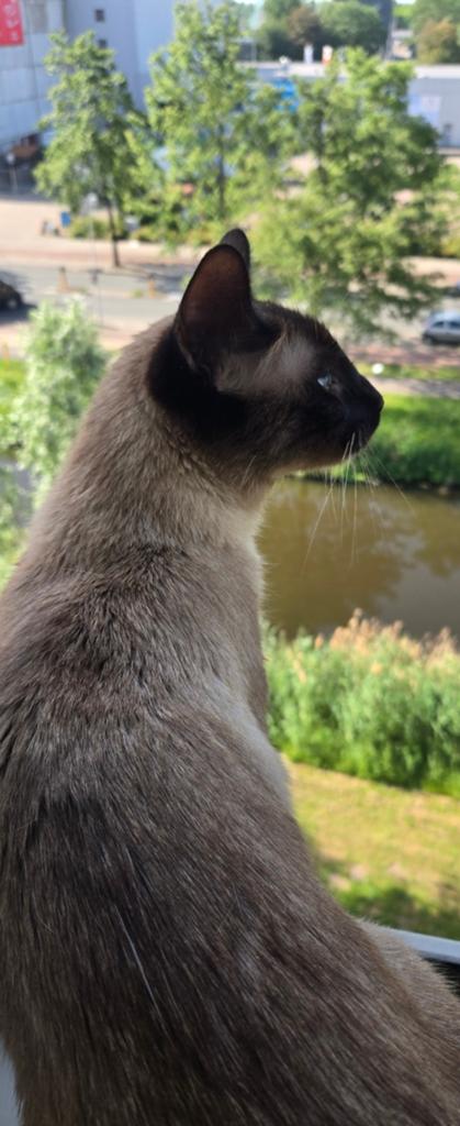 Simeees kat kort haar. Beide ouders zijn siamees, Dieren en Toebehoren, Katten en Kittens | Raskatten | Korthaar, Kater, Ontwormd