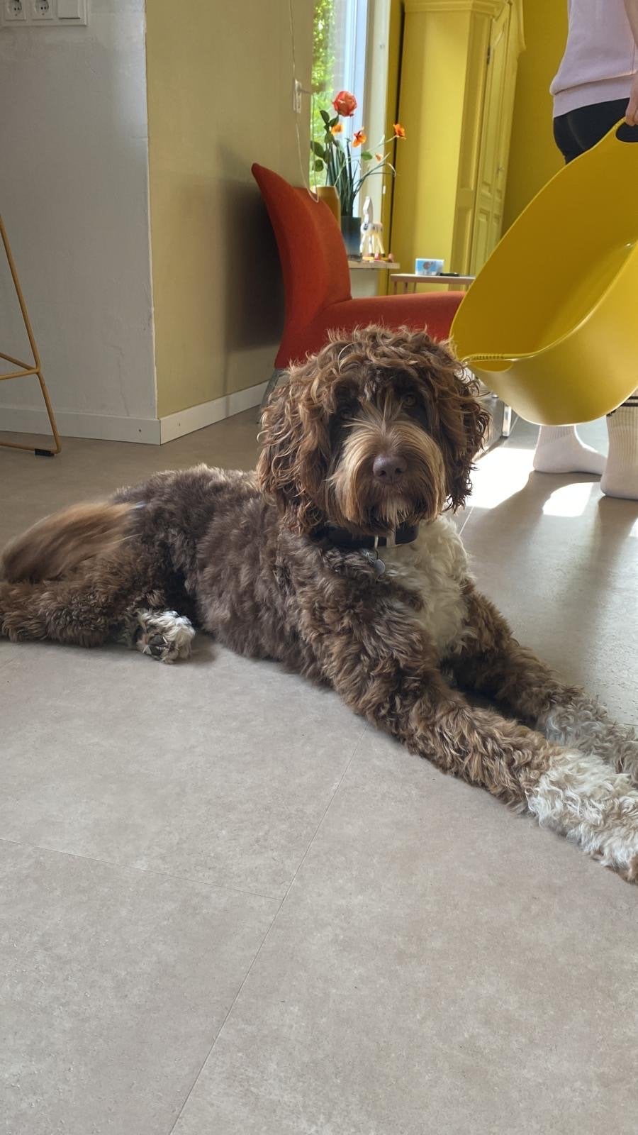 labradoodle pups, 8 tot 15 weken, CDV (hondenziekte), Meerdere, Meerdere dieren