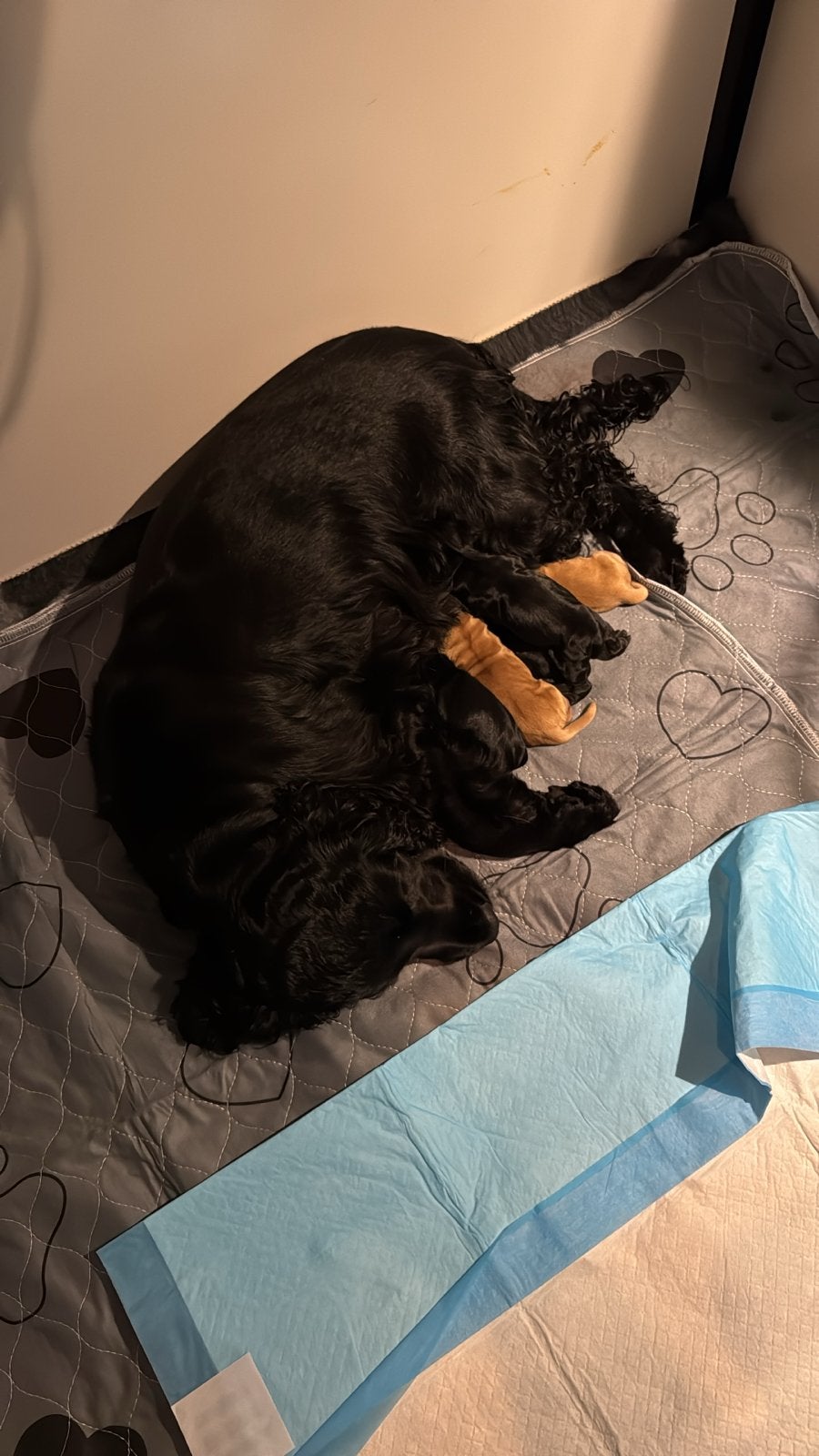Engelse Cocker Spaniel pups, CDV (hondenziekte), 8 tot 15 weken, Meerdere, Meerdere dieren