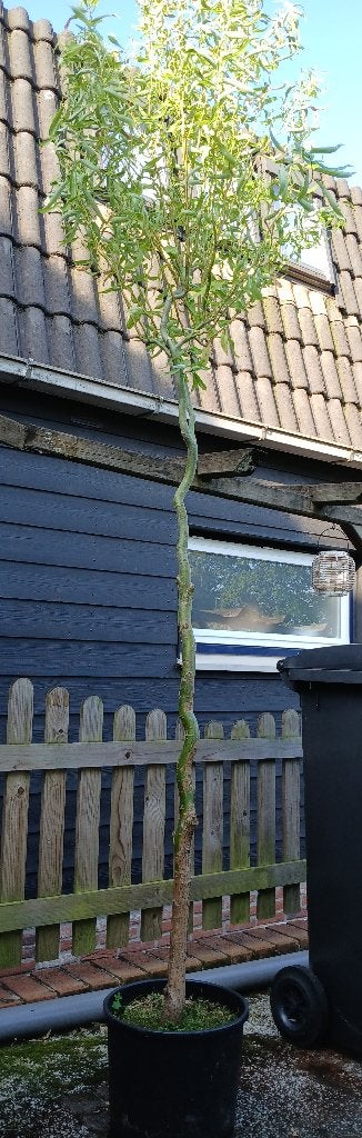 krulwilg, Tuin en Terras, Overige soorten, Lente, 100 tot 250 cm, Ophalen