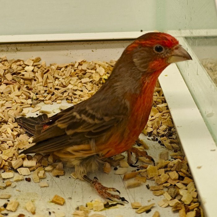 Haemorhous mexicanus, Dieren en Toebehoren, Meerdere dieren