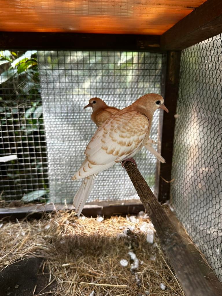Jonge tamme lachduifjes, Meerdere dieren, Tortelduif