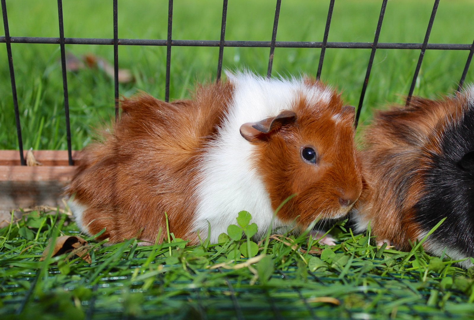 Prachtige geborstelde jonge cavia’s, Dieren en Toebehoren, Cavia, Meerdere dieren, Tam, September