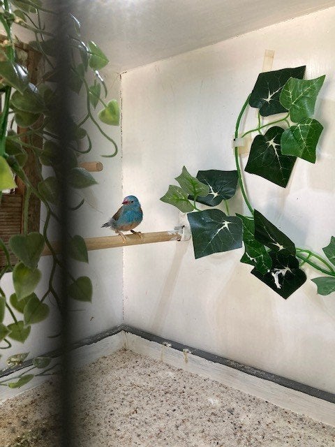 Blauwkop blauwfazantje, Dieren en Toebehoren, Vogels | Overige Vogels, Mannelijk, Tropenvogel, Geringd