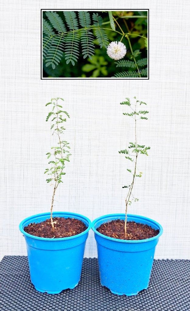 2 Witte Mimosa- Leucaena Leucocephala, Overige soorten, Ophalen of Verzenden, In pot, Minder dan 100 cm