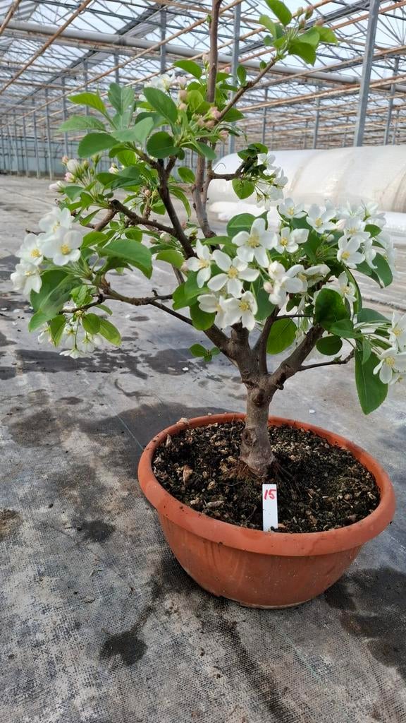 Sierappel Malus Red Sentinel Bonsai, Volle zon, Vaste plant, Ophalen of Verzenden, Fruitplanten