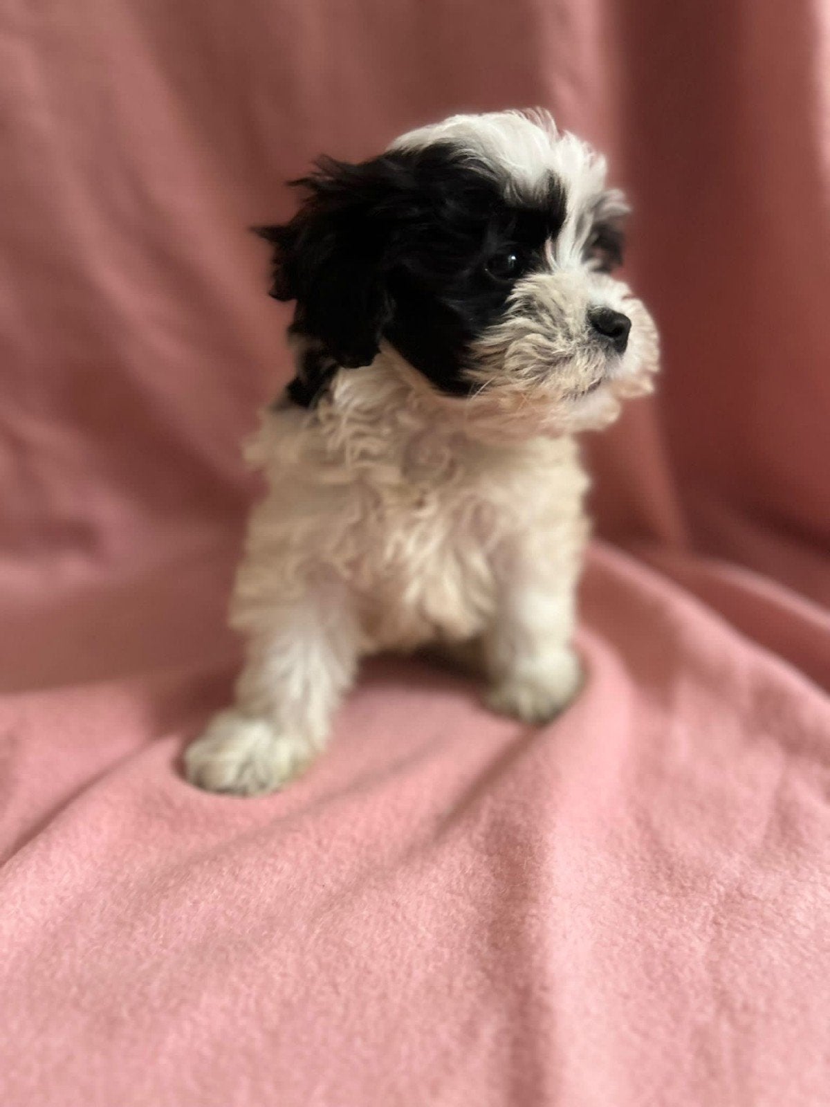 Hele mooie maltipo pups, Overige rassen, 8 tot 15 weken, Meerdere, Meerdere dieren