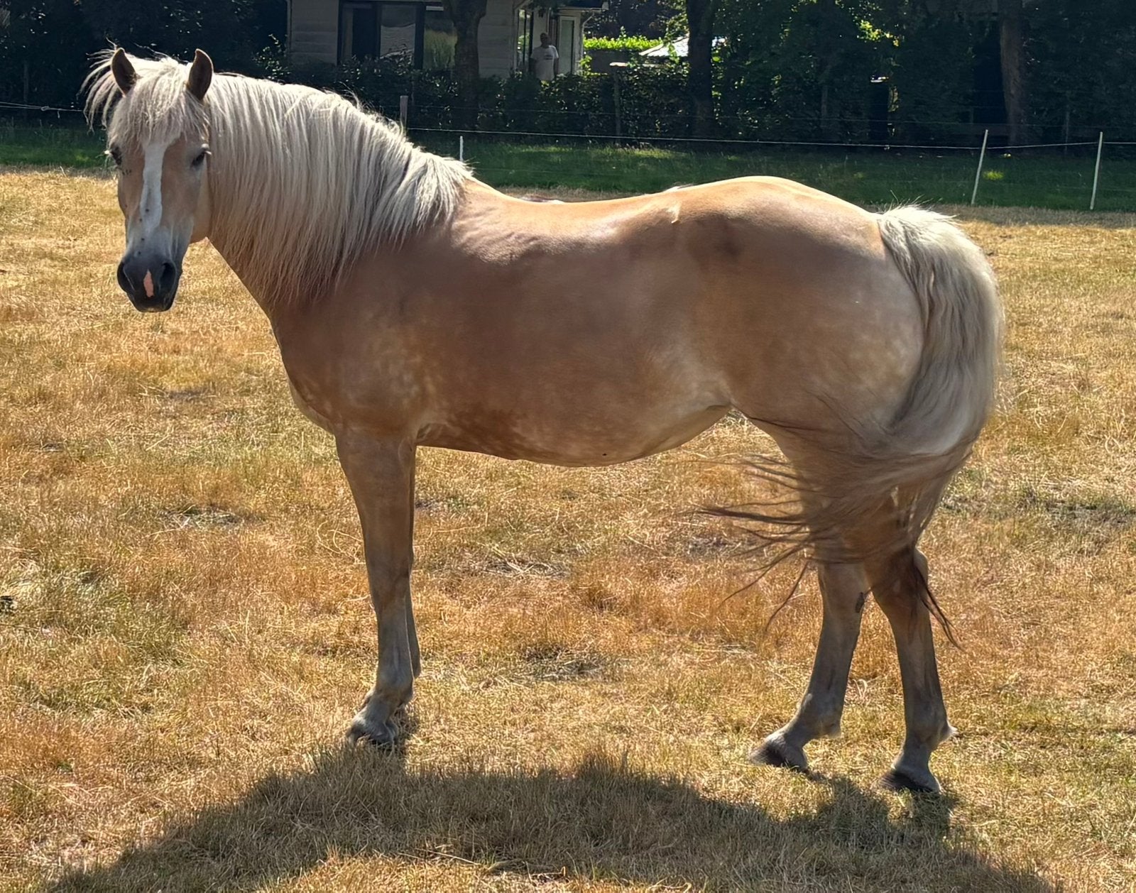 Haflinger merrie stamboek, Dieren en Toebehoren, Pony's, Merrie, Niet van toepassing, A pony (tot 1.17m), Met stamboom