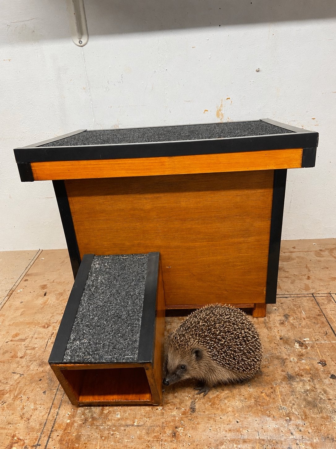 Te koop egelhuisje, Kooi, Ophalen, Minder dan 60 cm, Minder dan 75 cm