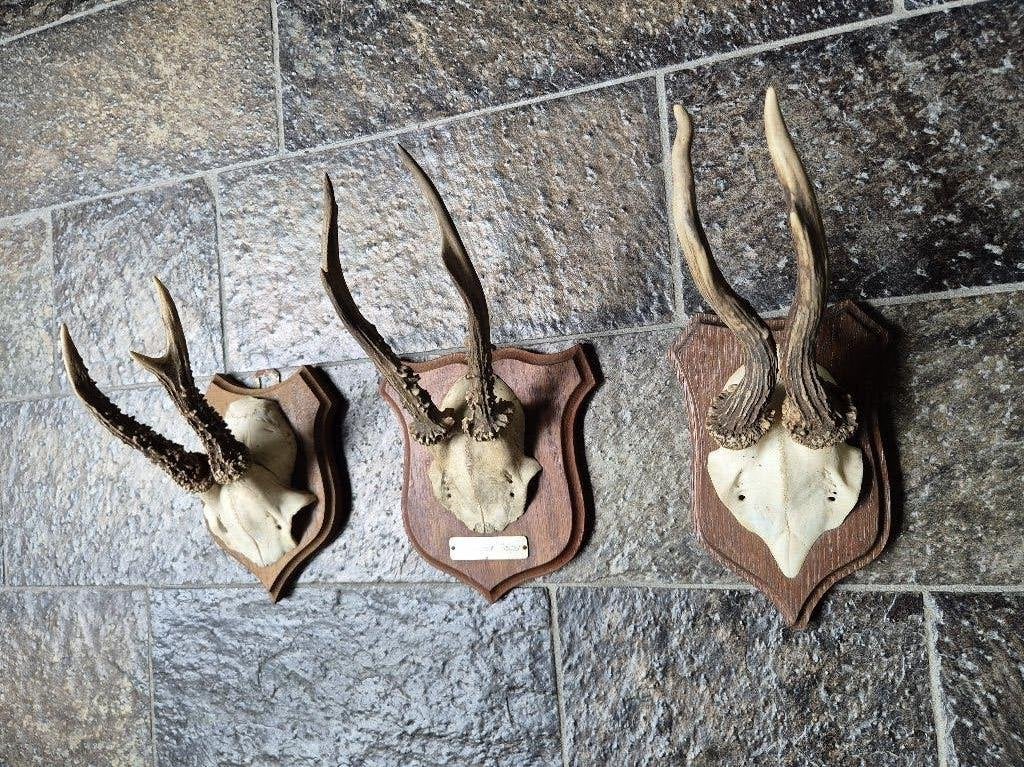 3 Prachtige Ree Geweien samen € 21 jacht hut mancave h36, Ophalen of Verzenden, Gebruikt, Hert, Gewei of Kop