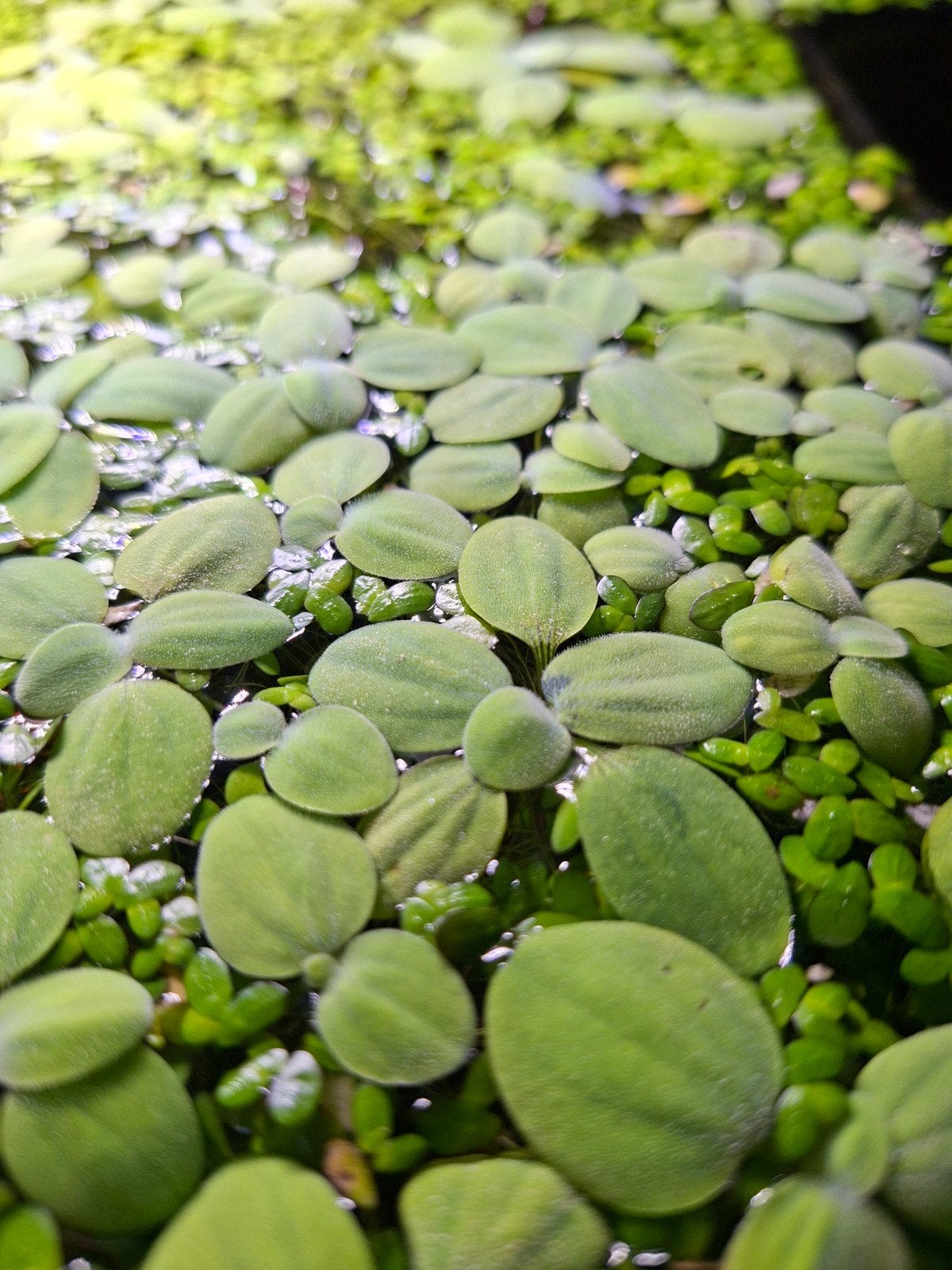 Aquariumplant vijverplant salvinia minima, Ophalen of Verzenden, Nieuw, Plant(en), Steen of Hout