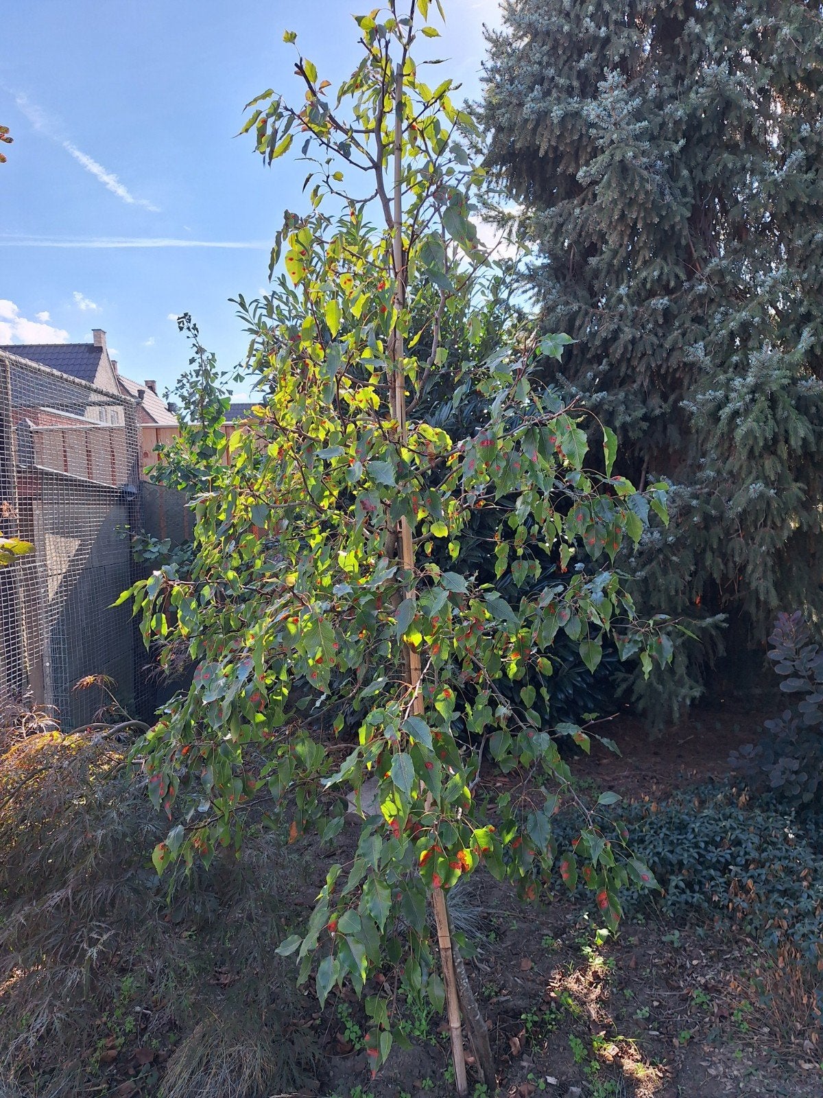pyrus chanticleer-sierpeer, Ophalen, Bloeit niet, Volle zon, Overige soorten