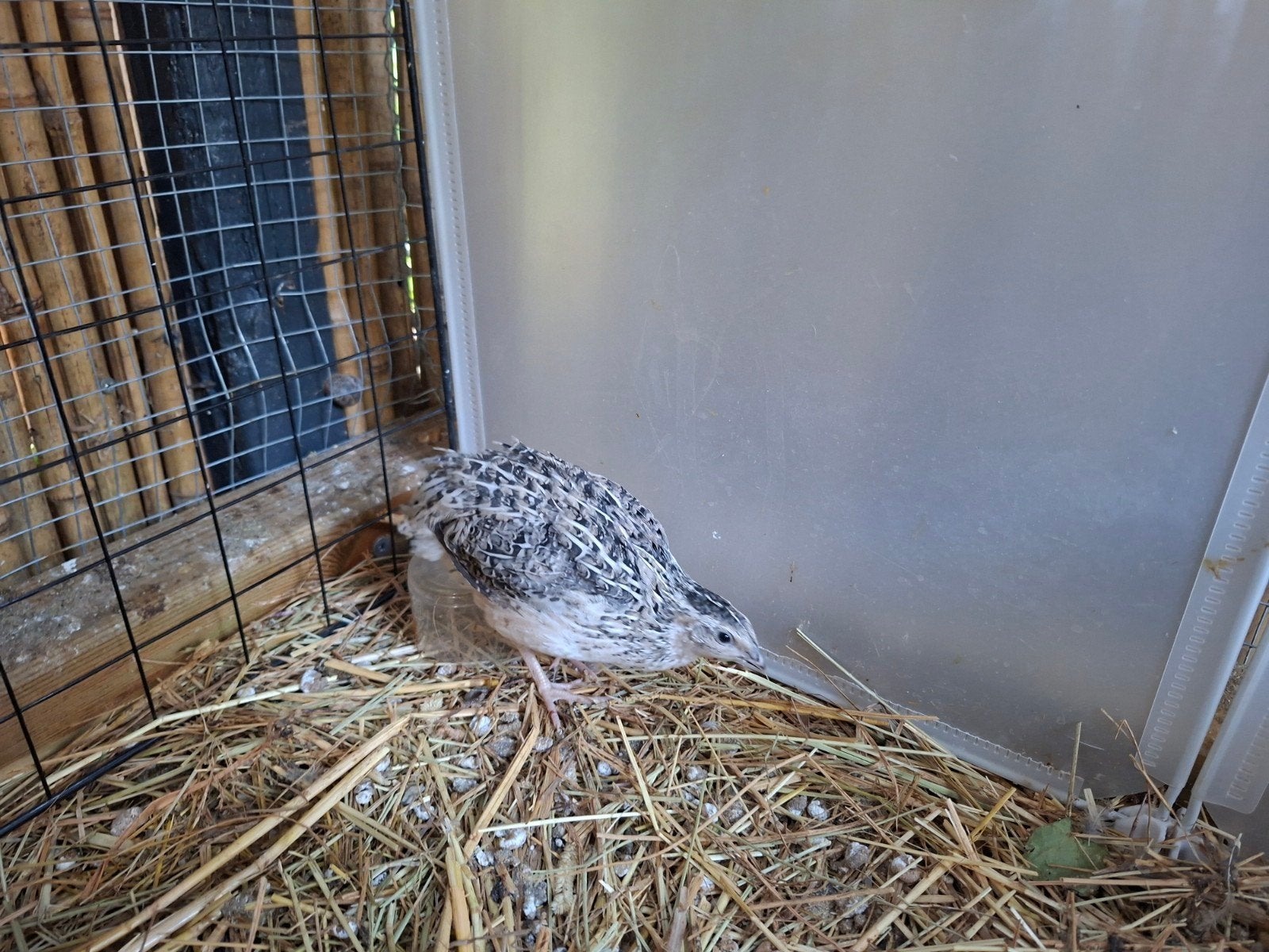 Japanse kwartel jonge haan, Dieren en Toebehoren, Mannelijk, Overige soorten