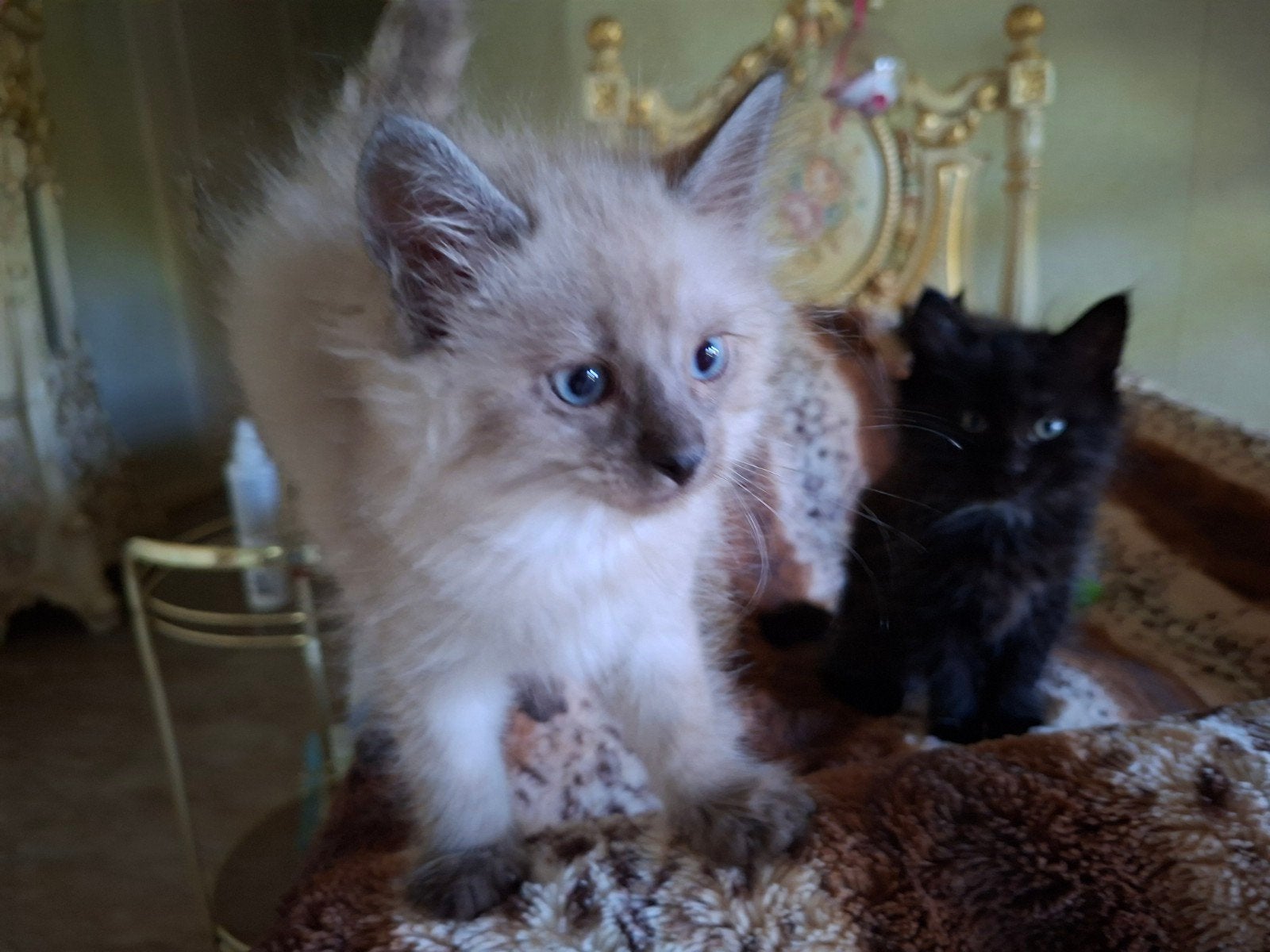ragdoll kitten katertje mannetje, Kater, Ontwormd, 0 tot 2 jaar