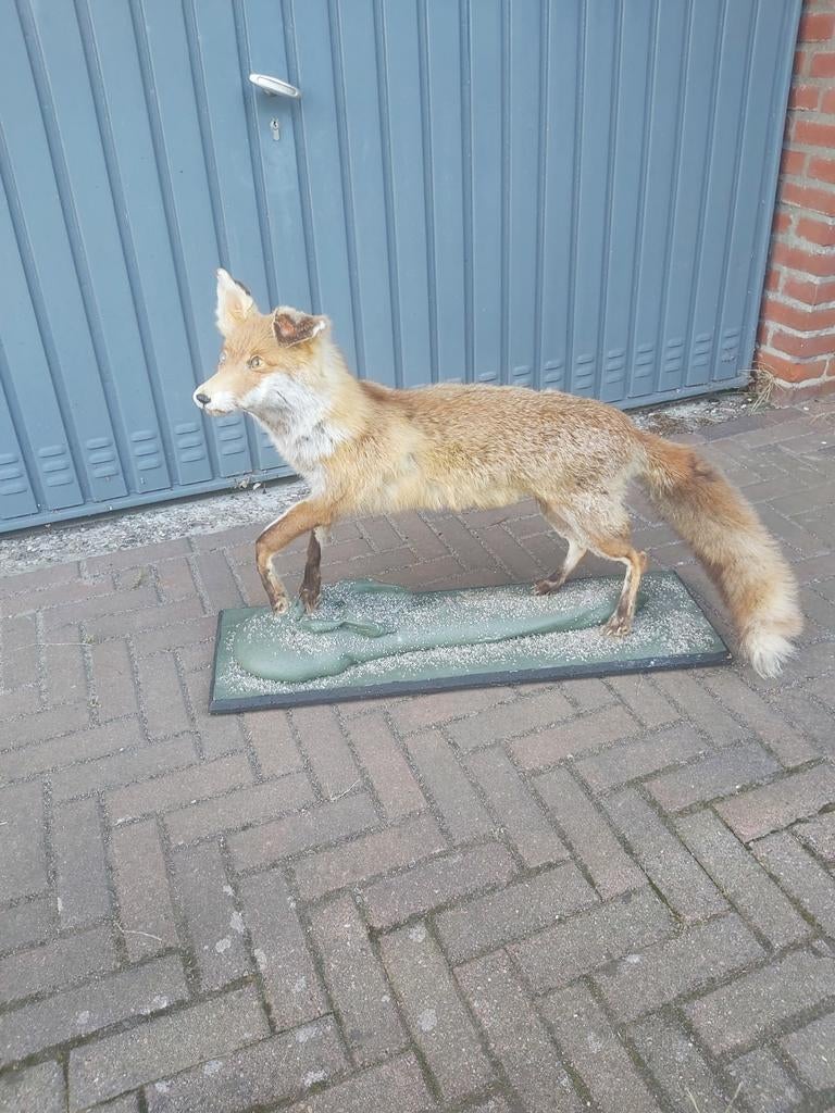 Een mooie opgezette vos in goede staat heeft geen schade, Ophalen of Verzenden