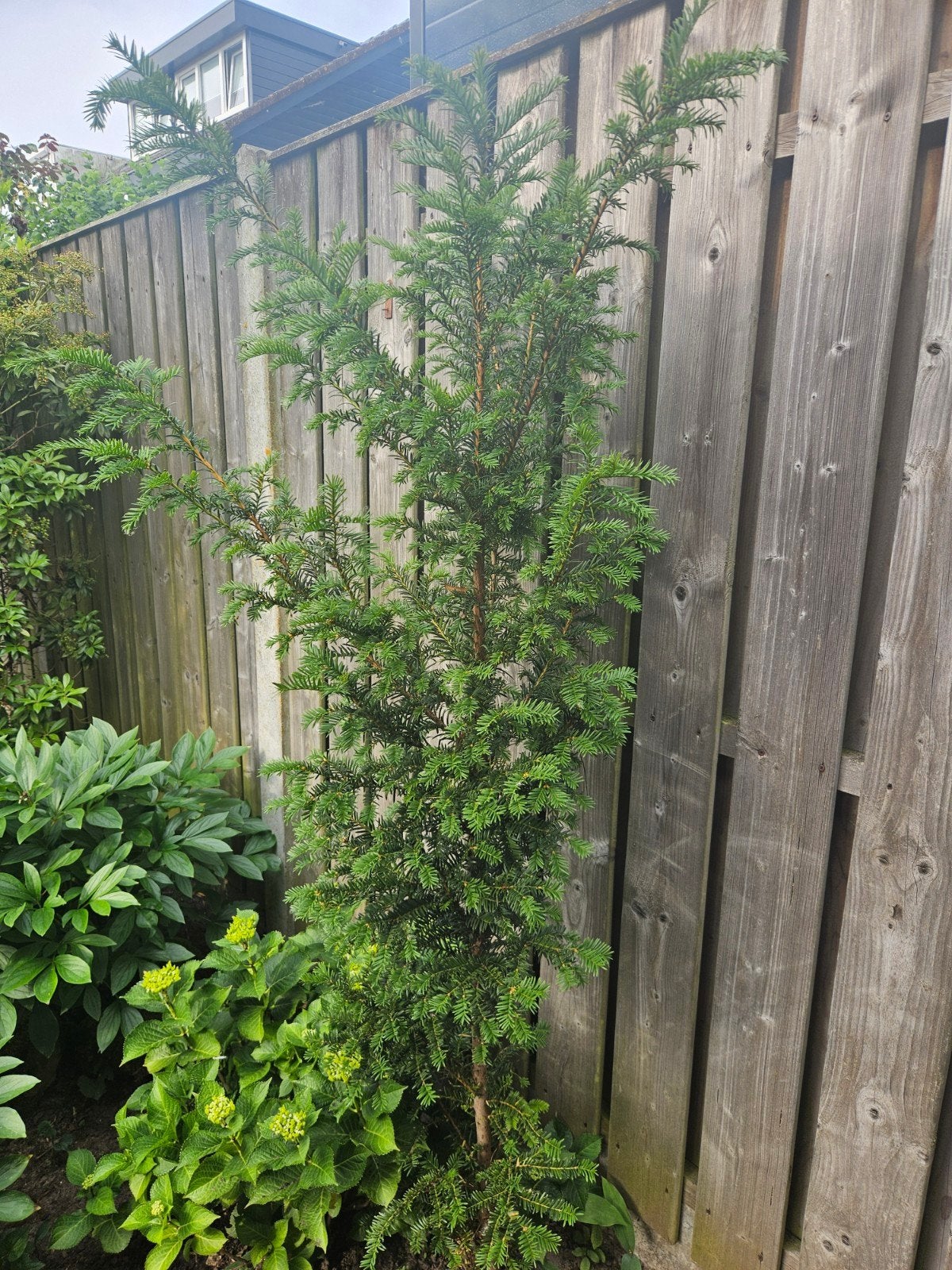 Taxus Baccata - Ideaal voor haag of solitaire plant, Ophalen, Bloeit niet, Overige soorten, Volle zon