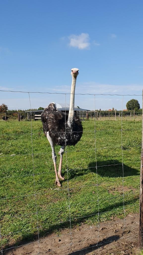 Struisvogel Kuikens, Meerdere dieren, Kip