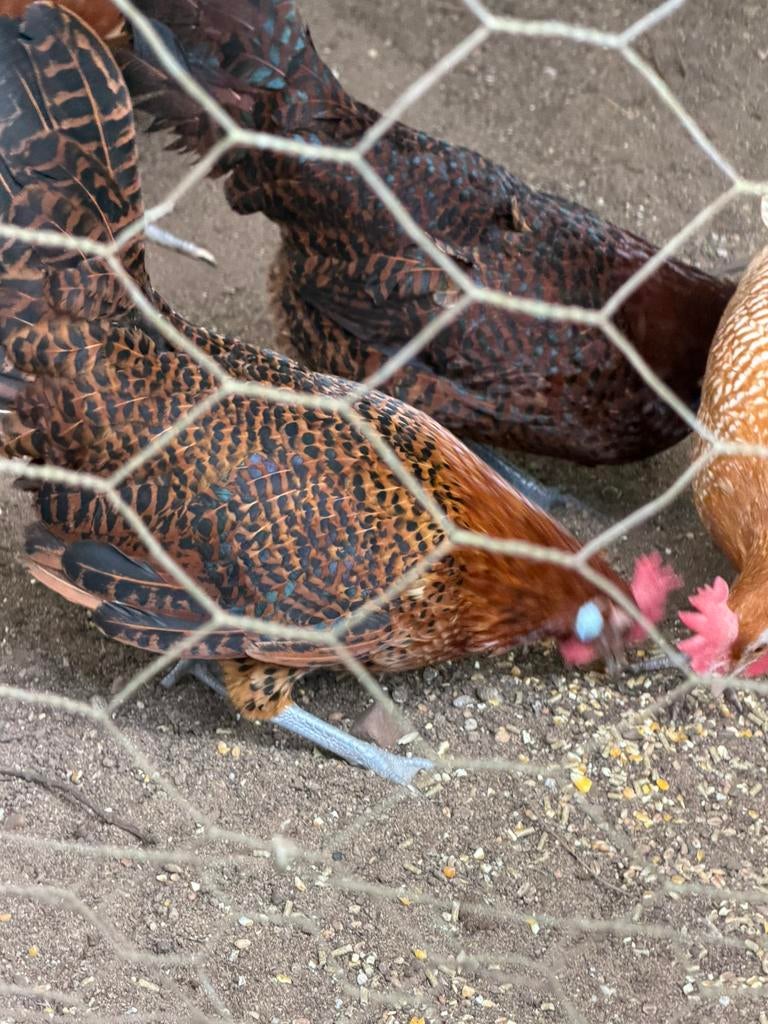 Te koop: 3x Friese hinnen(kippen) roodpel, Dieren en Toebehoren, Pluimvee, Vrouwelijk, Kip