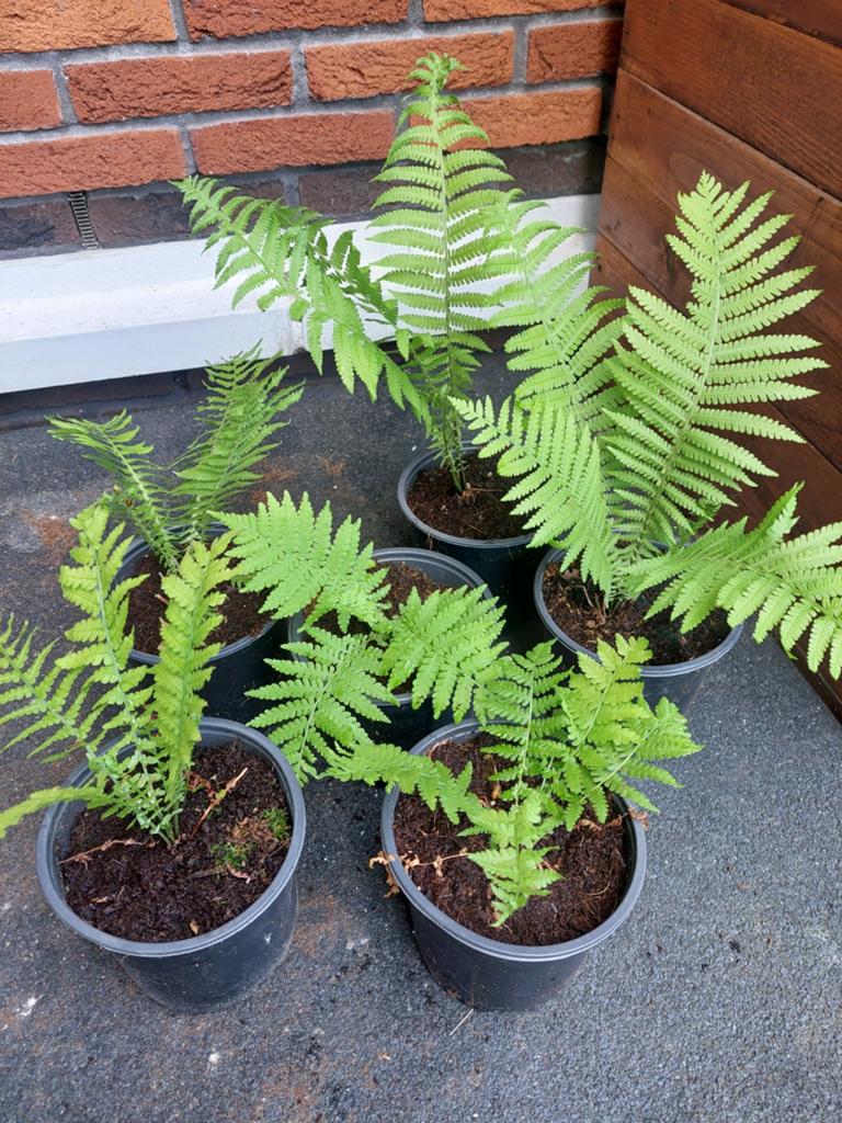 Matteucia Tuinvaren - Elegante Vaste Plant voor Schaduw, Ophalen, Vaste plant, Varens, Bloeit niet