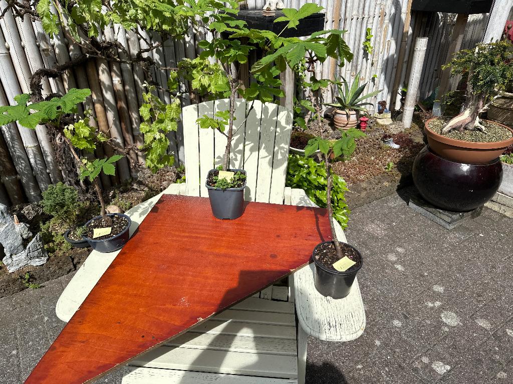 Bonsai paarden kastanje, Tuin en Terras, Planten | Bomen, Bloeit niet, Halfschaduw, Overige soorten, Minder dan 100 cm