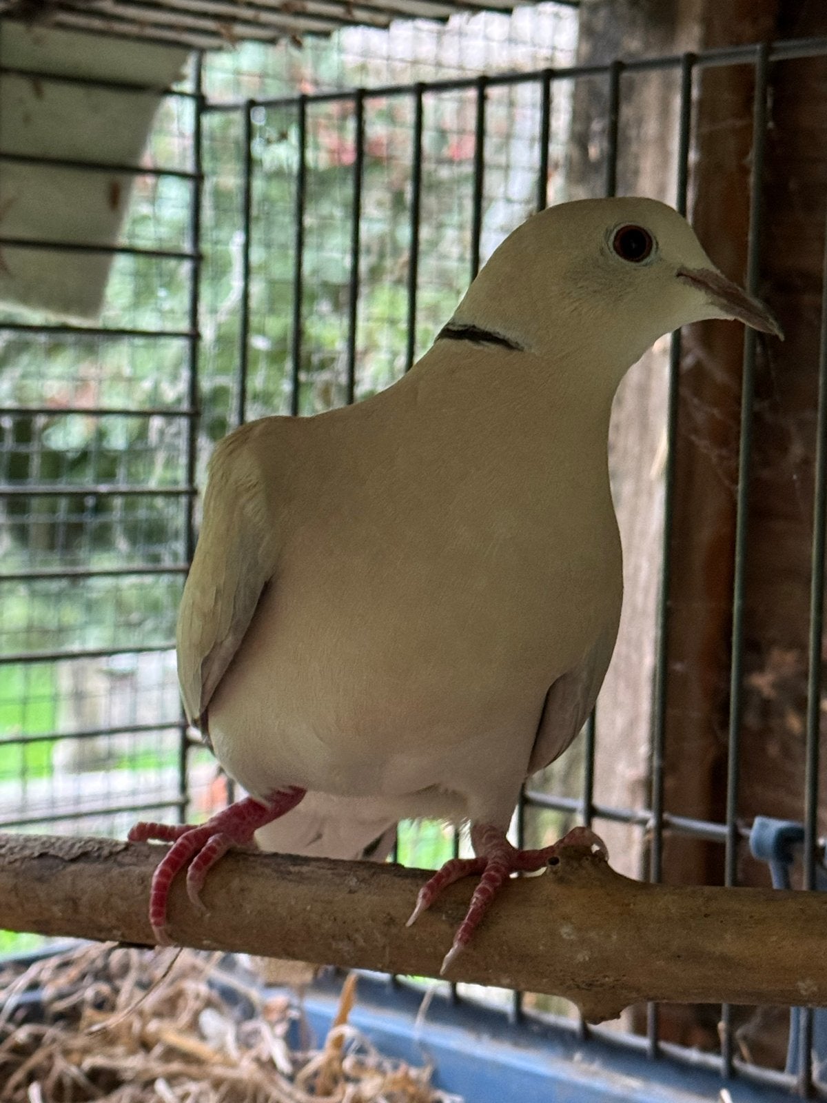Lachduif, Dieren en Toebehoren