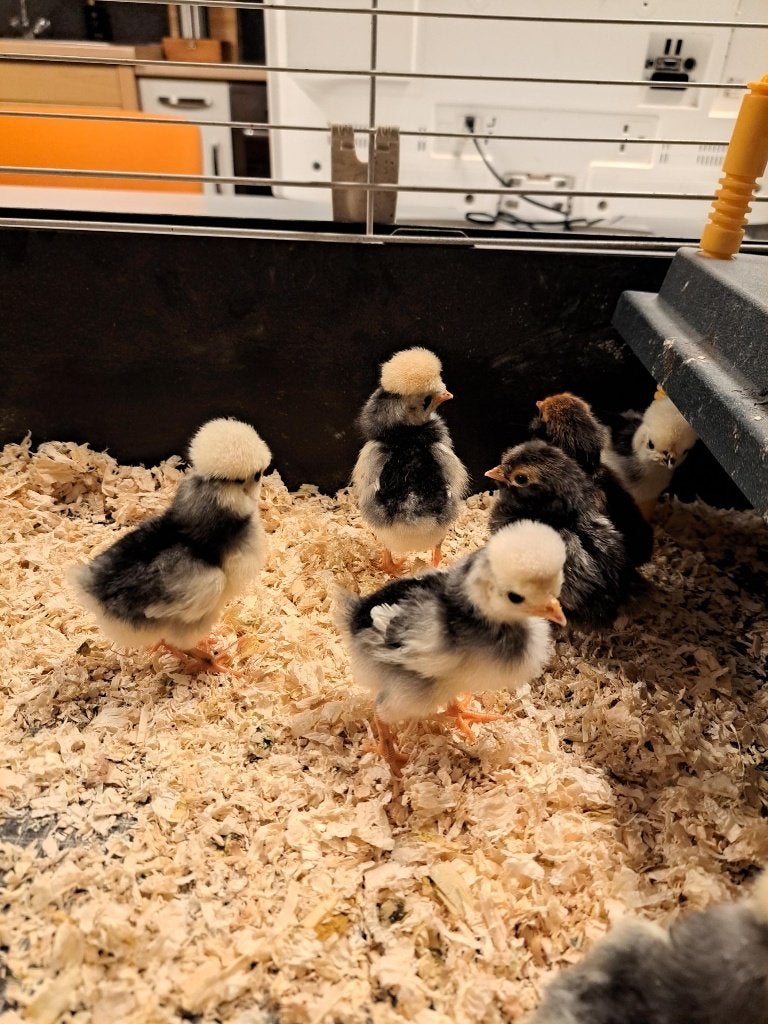 kuikens, kuifhoen en brabanter, Dieren en Toebehoren, Meerdere dieren, Kip