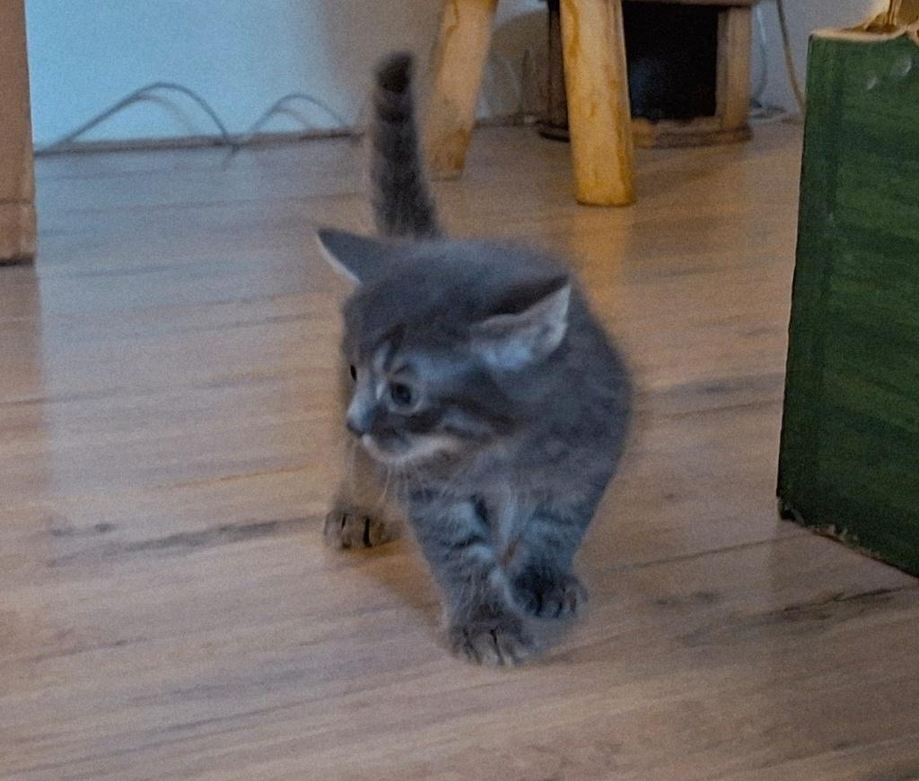 Kitten zwart en zwart wit, Dieren en Toebehoren, Katten en Kittens | Overige Katten, Geslacht onbekend, Kortharig, 0 tot 2 jaar