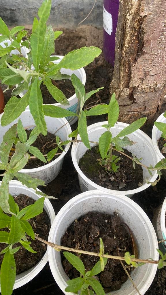 Vlinderstruikjes ( gifvrij) a €2,-, Tuin en Terras, Planten | Tuinplanten, Volle zon, Vaste plant, Zomer, Ophalen