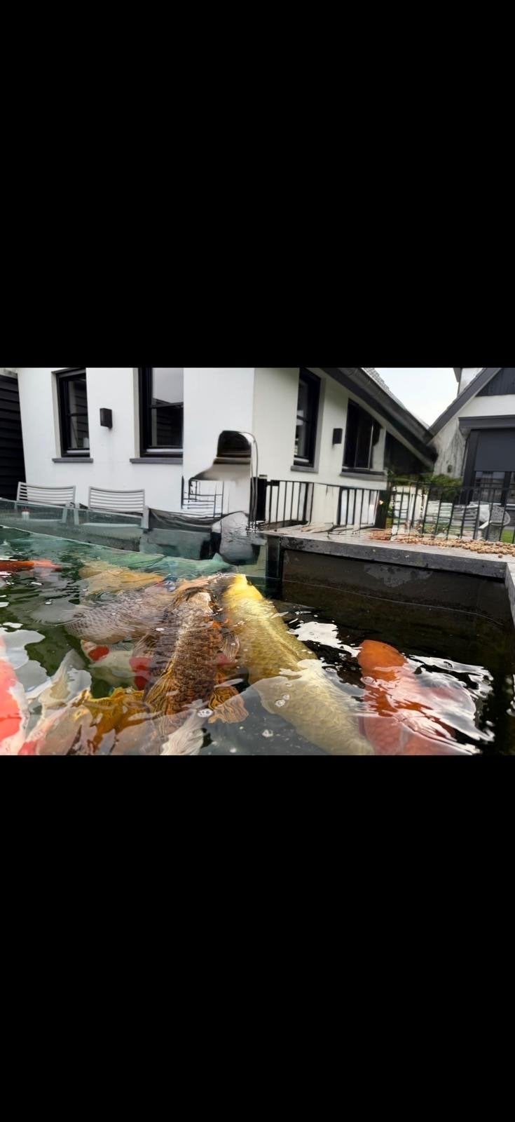 Diverse koi’s tekoop, Karper of Koi