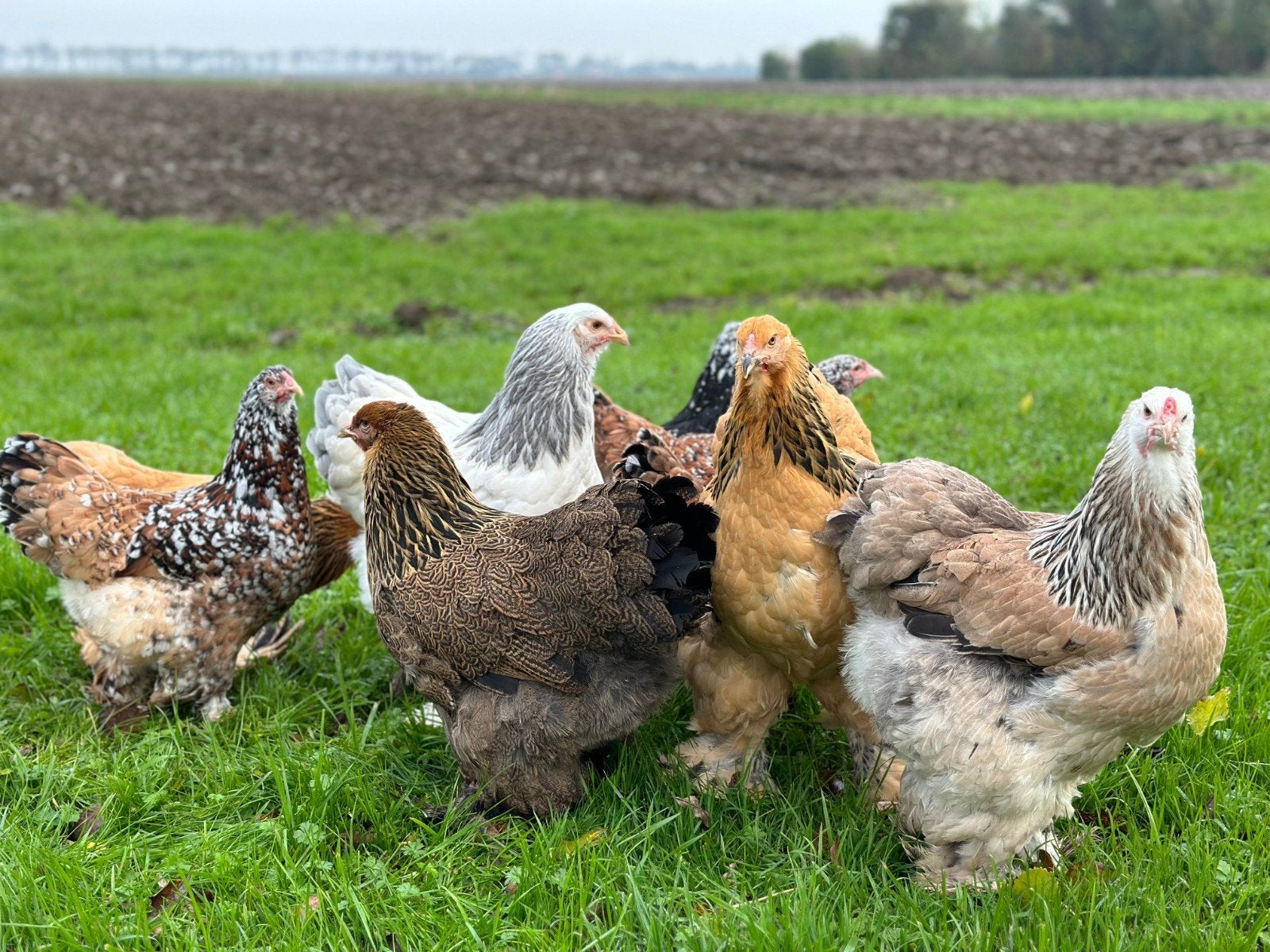 Brahma kuikens perfect voor broedse hen, Dieren en Toebehoren, Pluimvee, Meerdere dieren, Kip
