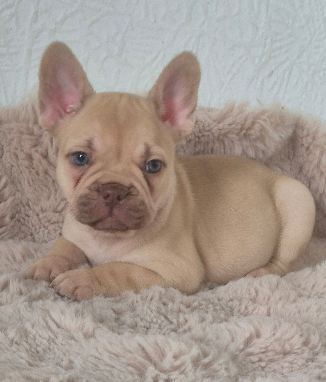franse bulldog puppys beschikbaar, Parvo, 8 tot 15 weken, Bulldog, Meerdere