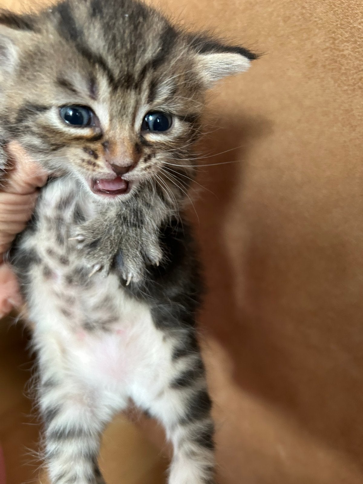 Te koop 1 kitten, Poes, Ontwormd
