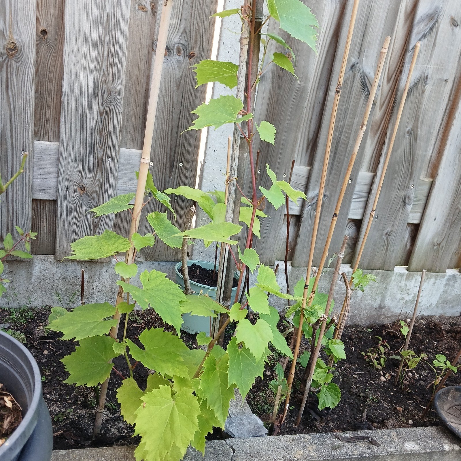 Jonge druivenbomje voor verse bladere  bieden ophale, Volle zon, Vaste plant, Ophalen of Verzenden, Fruitplanten
