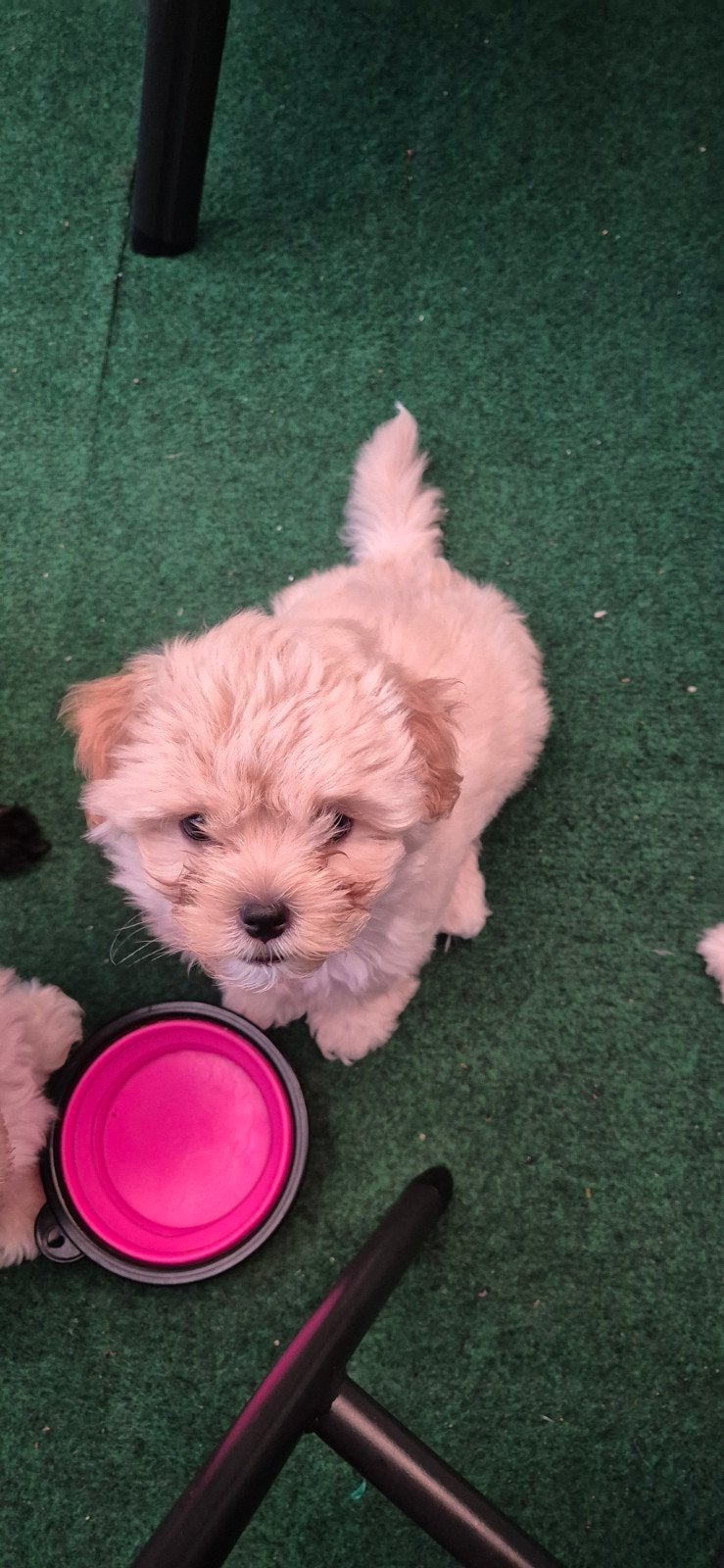 Boomer, Maltezer, Reu, 8 tot 15 weken, Eén hond