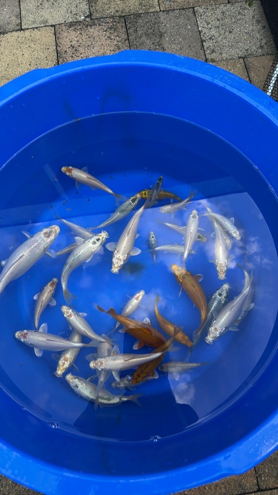 Koi tosai, Karper of Koi