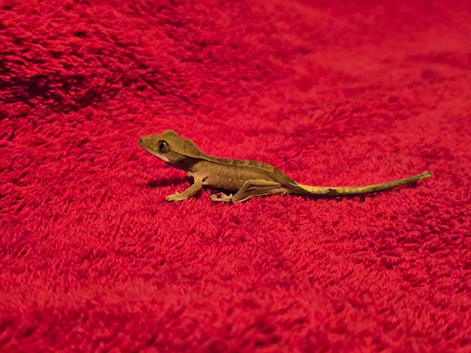 wimper gekko Lucky Crested Gecko photo 3
